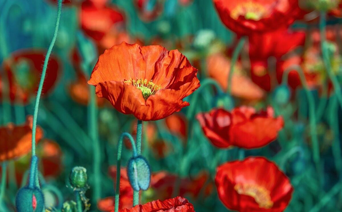 mohnblumen