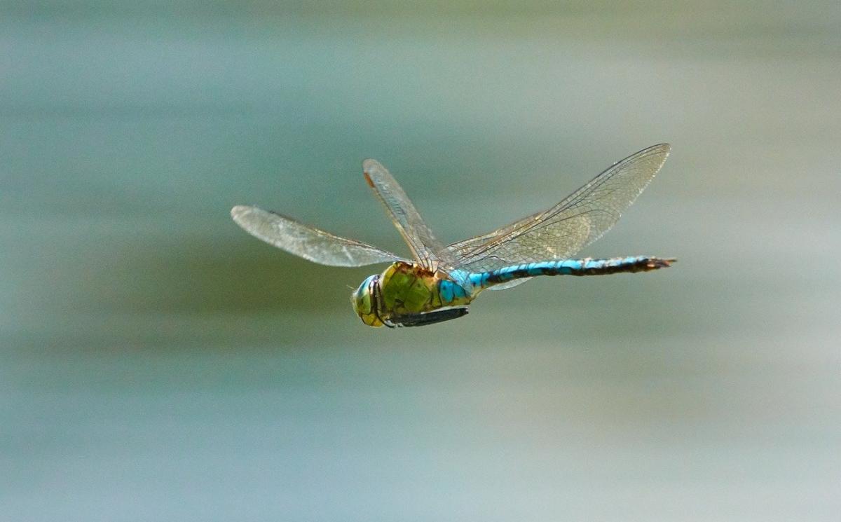 dragon fly